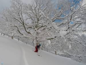 Powderday